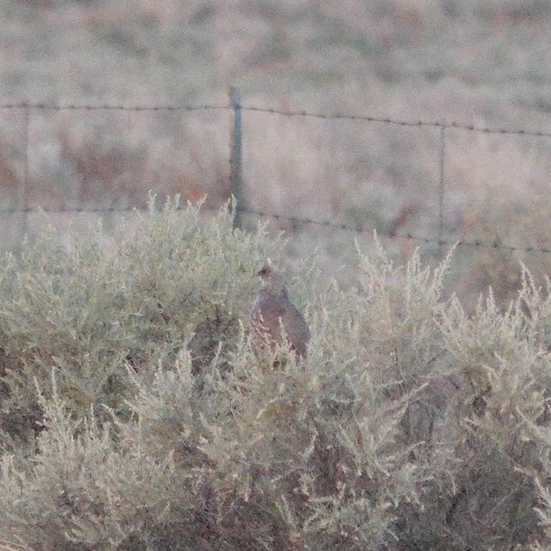 Scaled Quail - David Buckley