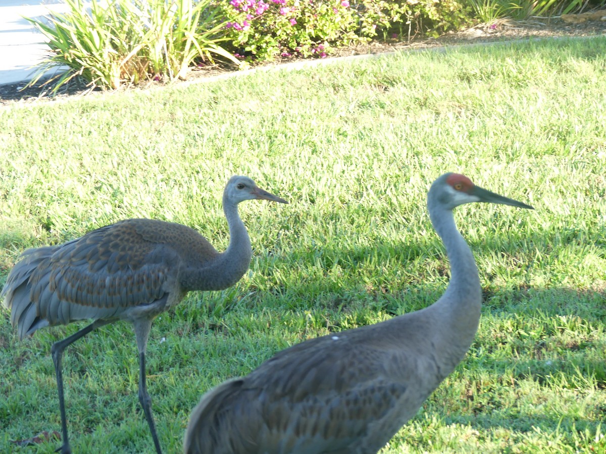 Sandhill Crane - ML620790547