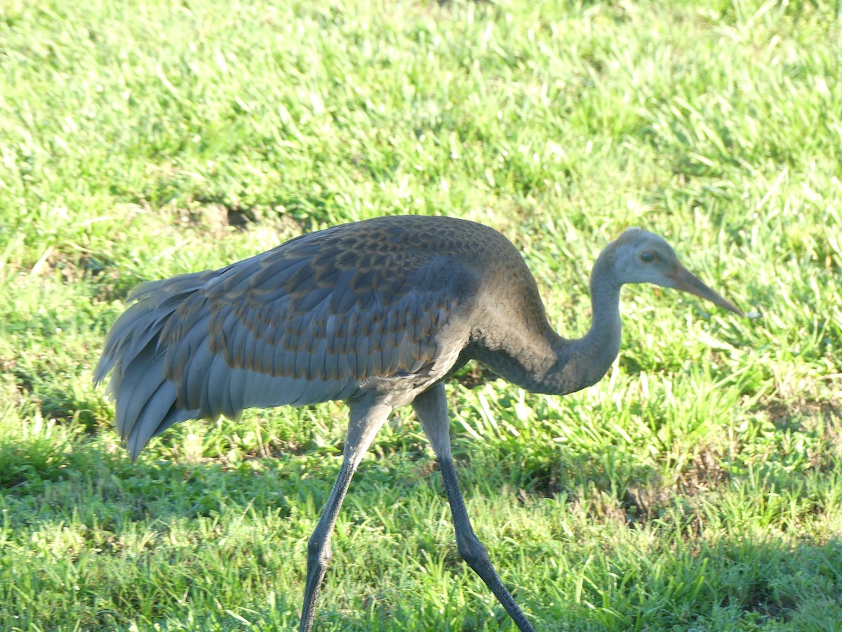 Sandhill Crane - ML620790549