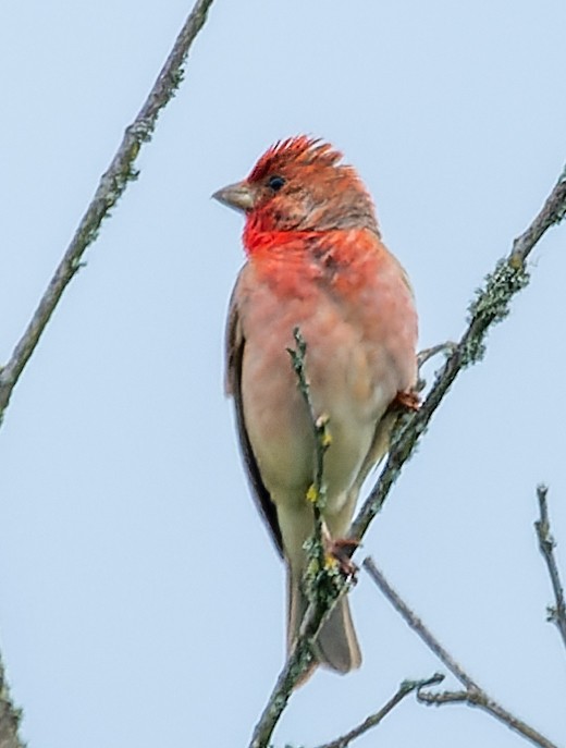 Common Rosefinch - ML620790559