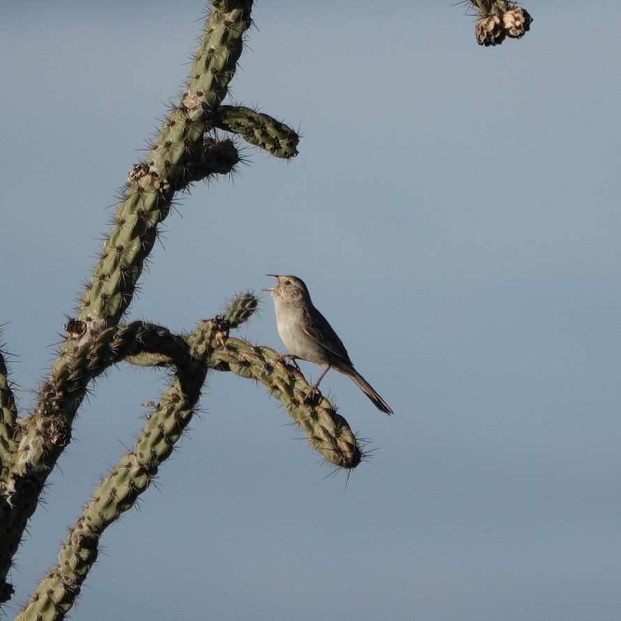 Cassin's Sparrow - ML620790560