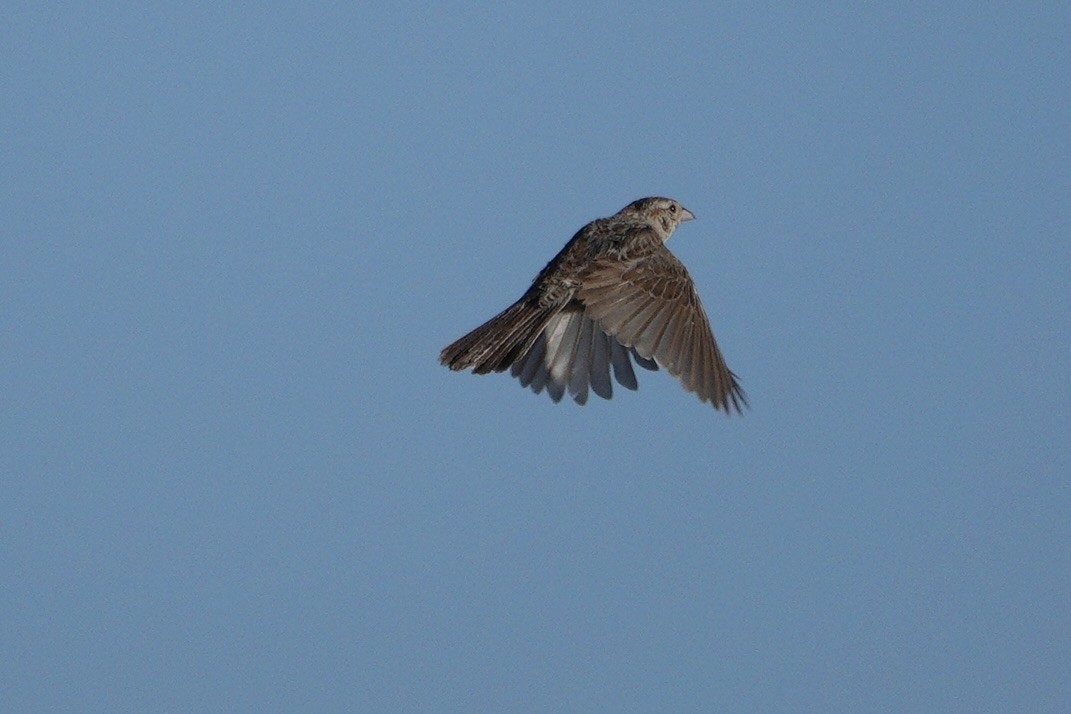 Cassin's Sparrow - ML620790561