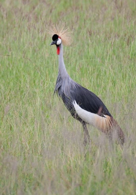 Grulla Coronada Cuelligrís - ML620790565