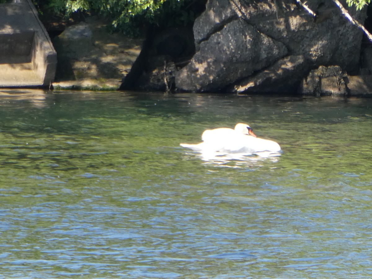 Mute Swan - ML620790567