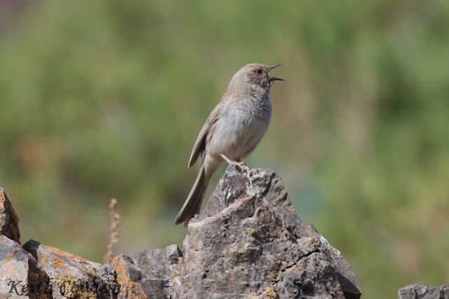 Mongolian Accentor - ML620790568