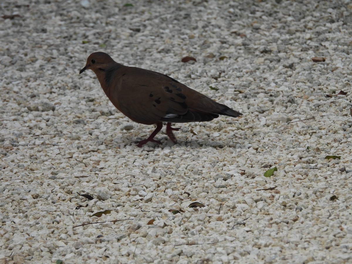 Zenaida Dove - ML620790570