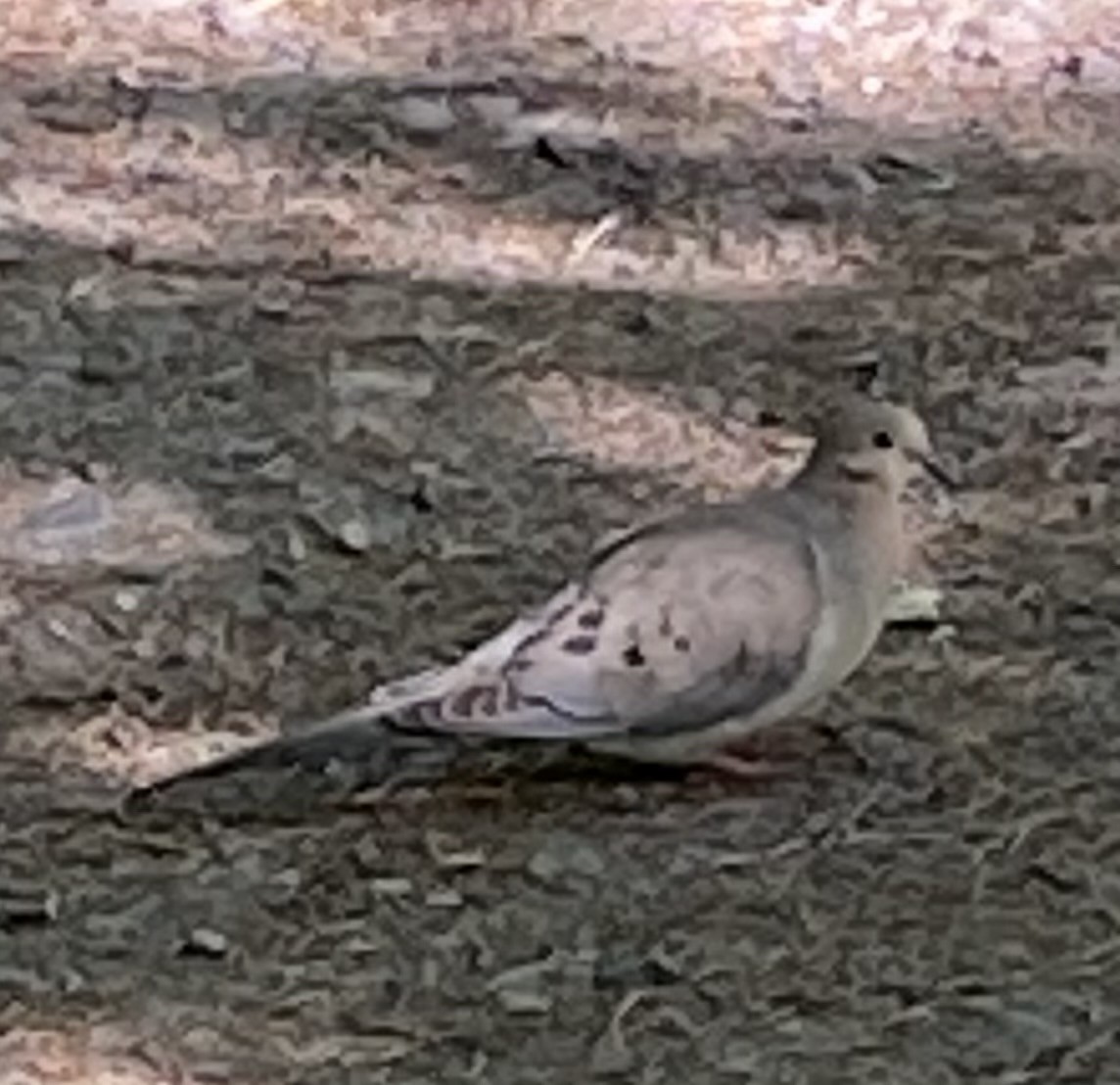 Mourning Dove - ML620790572