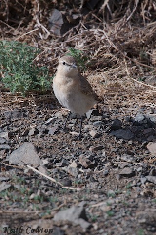 Isabelline Wheatear - ML620790575