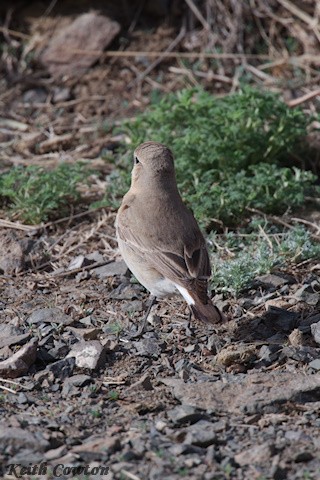 Isabelline Wheatear - ML620790576