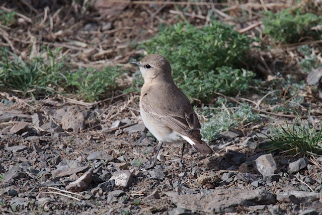 Isabelline Wheatear - ML620790577