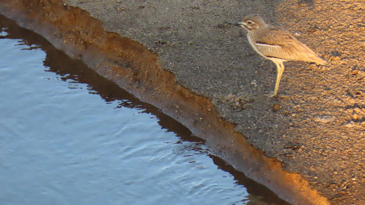 Water Thick-knee - ML620790578