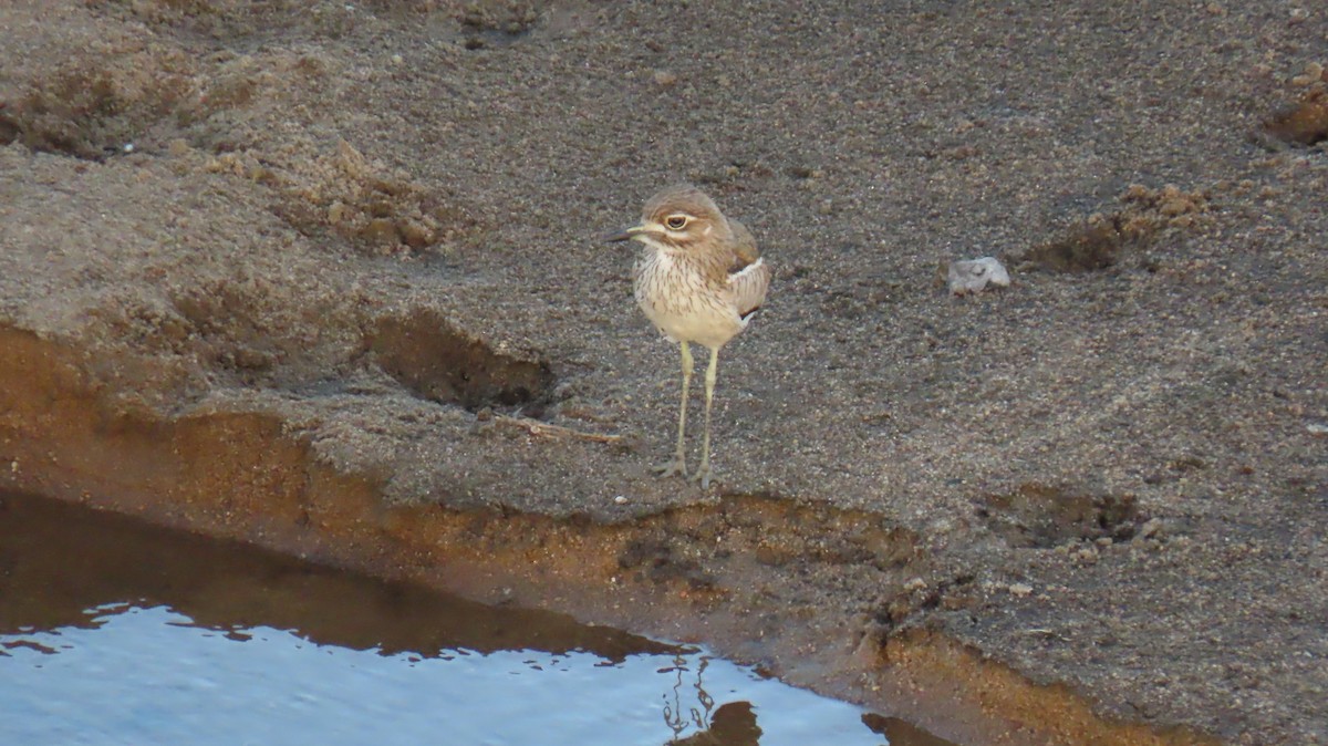 Water Thick-knee - ML620790579