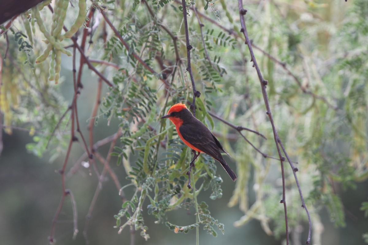 Vermilion Flycatcher - ML620790584