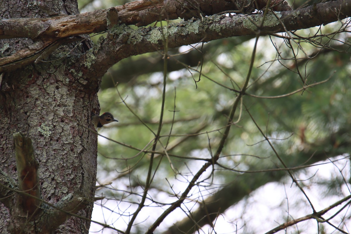 Northern Flicker - ML620790586