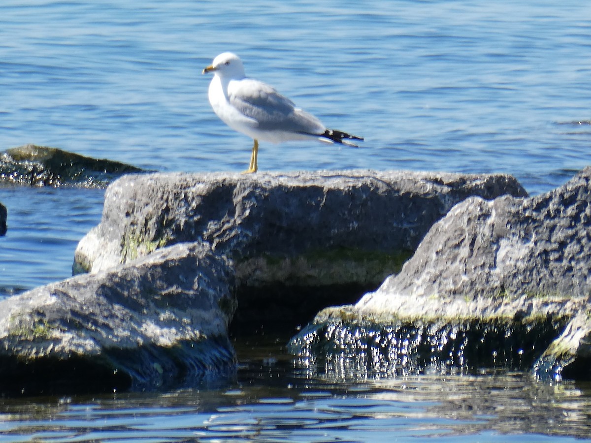 Ring-billed Gull - ML620790588