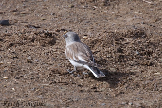 White-winged Snowfinch - Keith Cowton