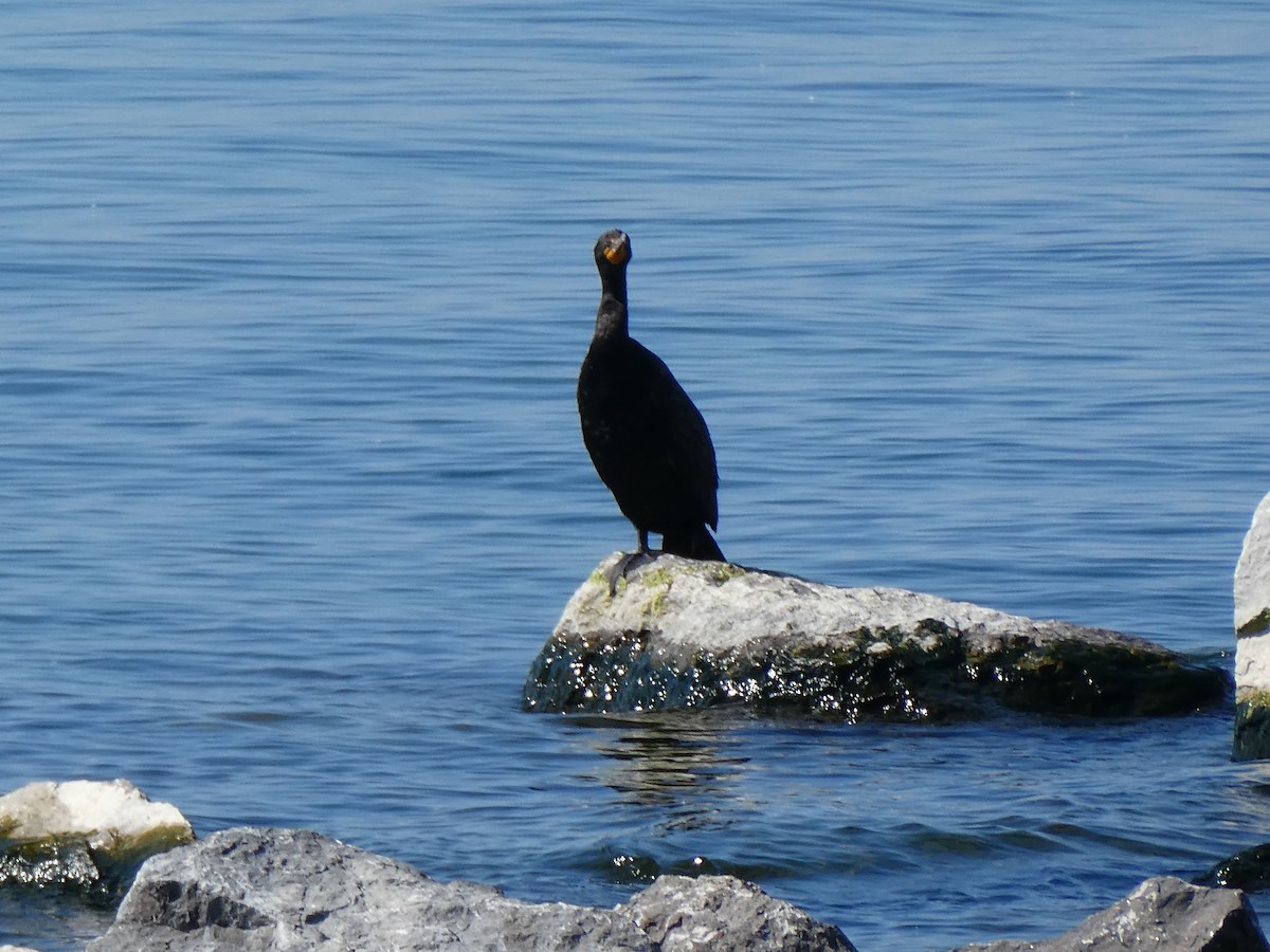 Cormorán Orejudo - ML620790590