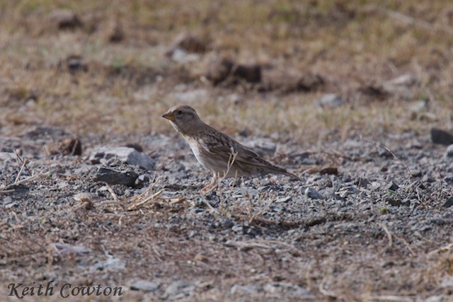 Pardillo Piquigualdo - ML620790594