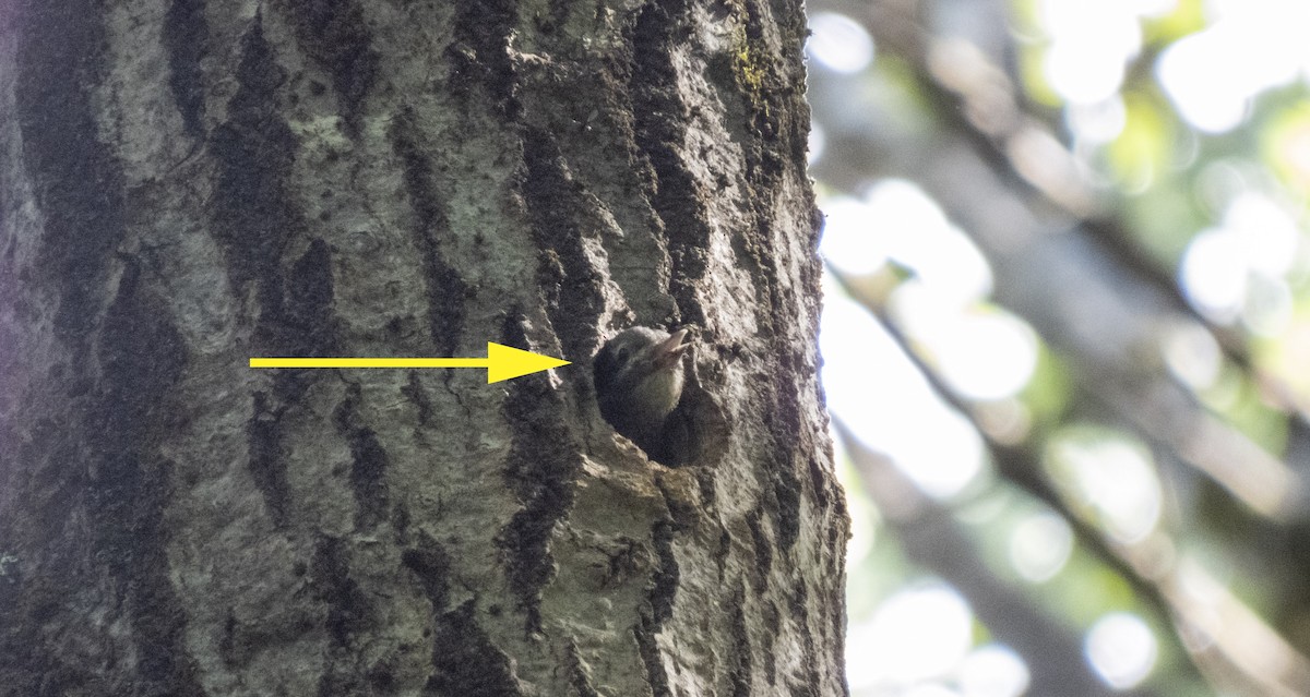 Yellow-bellied Sapsucker - ML620790597