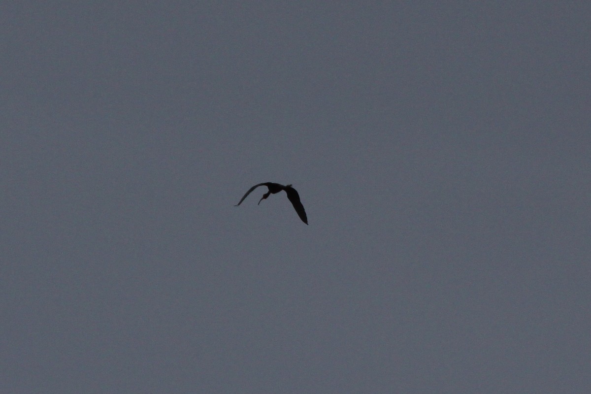 White-faced Ibis - ML620790599