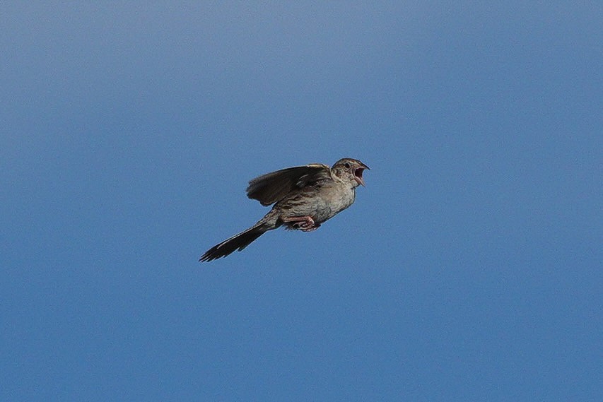 Cassin's Sparrow - ML620790602