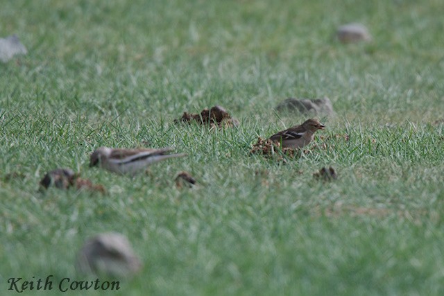 Common Chaffinch - ML620790603