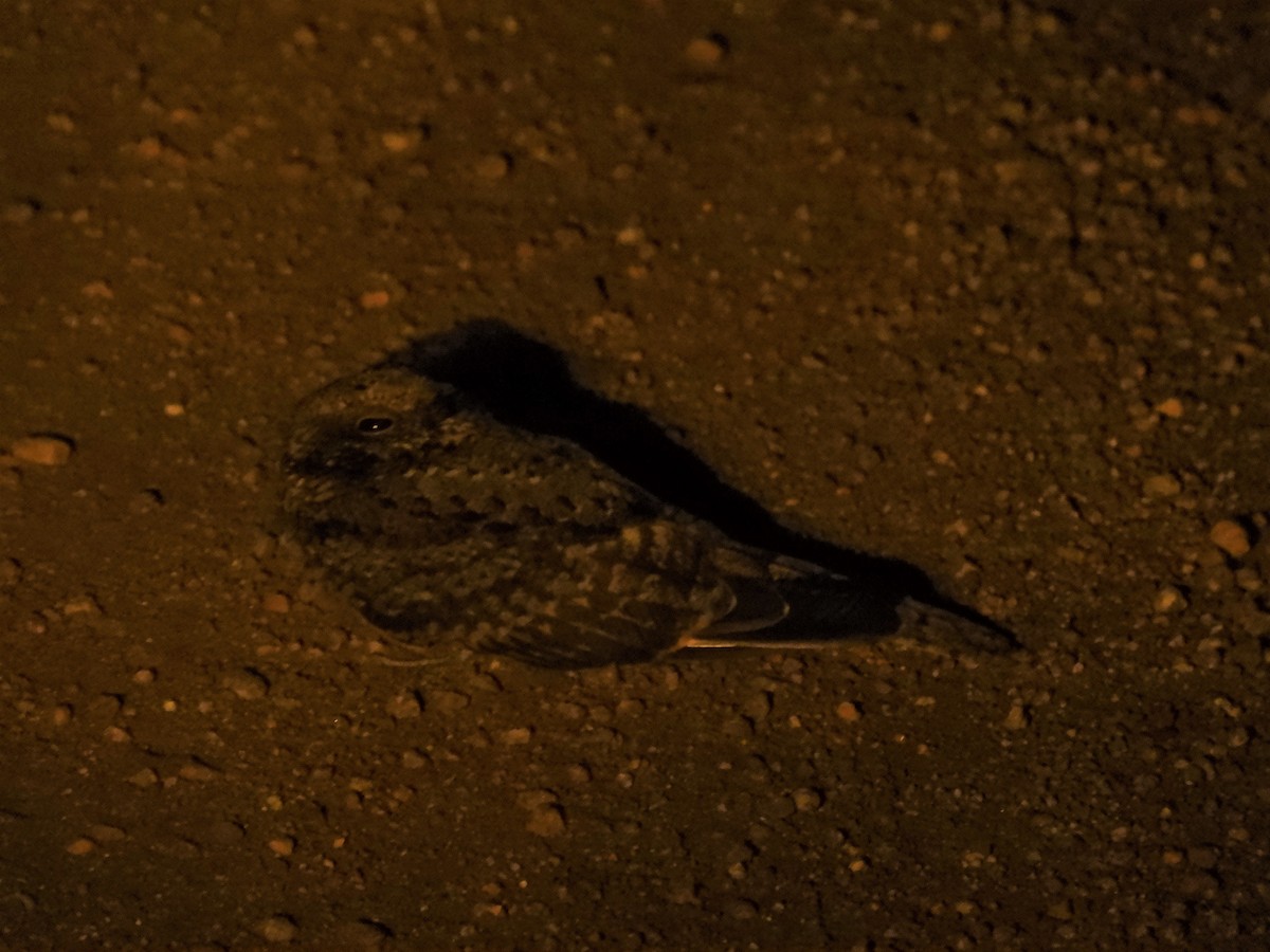 Band-winged Nightjar - ML620790606