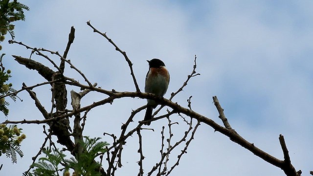 African Stonechat - ML620790607