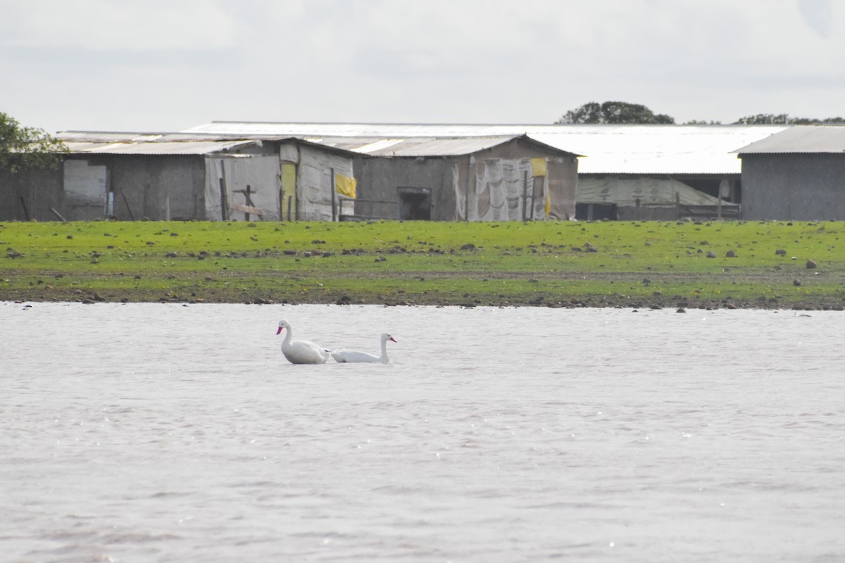 Coscoroba Swan - ML620790615