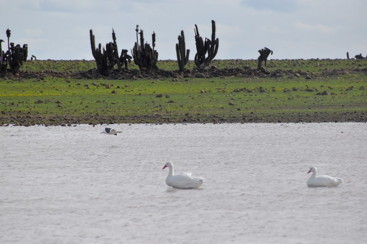 Coscoroba Swan - ML620790619