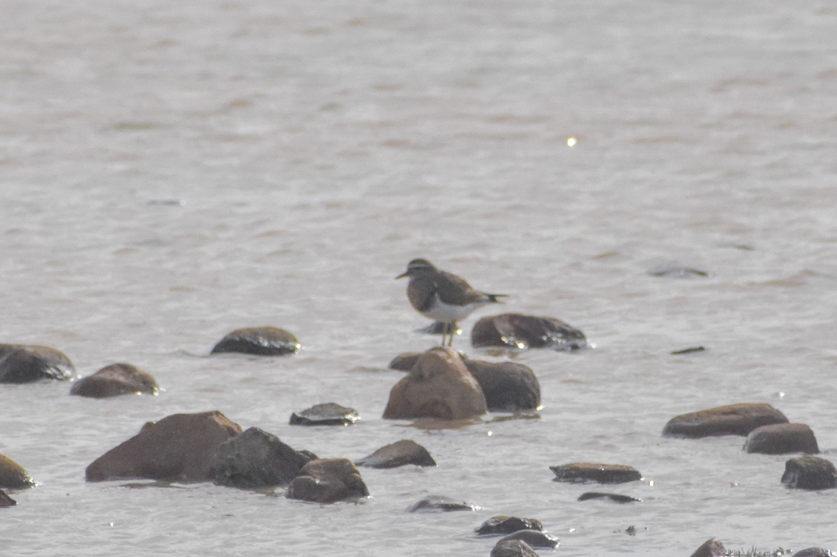 Rufous-chested Dotterel - ML620790625