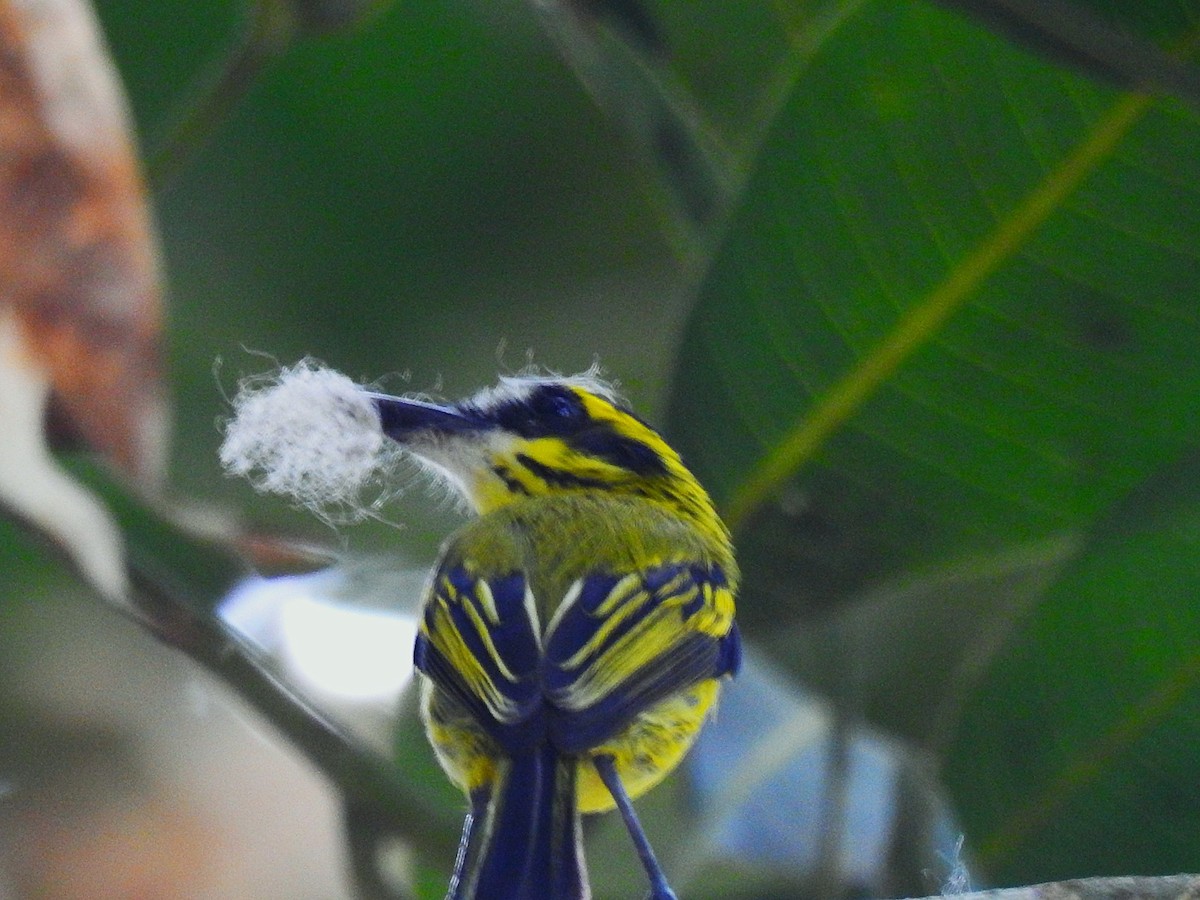 Yellow-browed Tody-Flycatcher - ML620790627