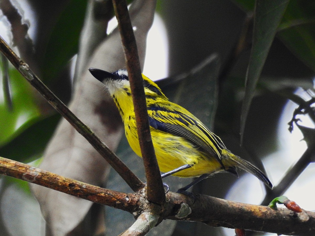 Yellow-browed Tody-Flycatcher - ML620790628