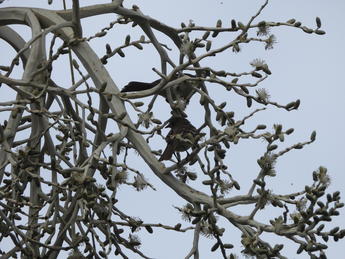 Caribbean Elaenia - Kevin Rohling