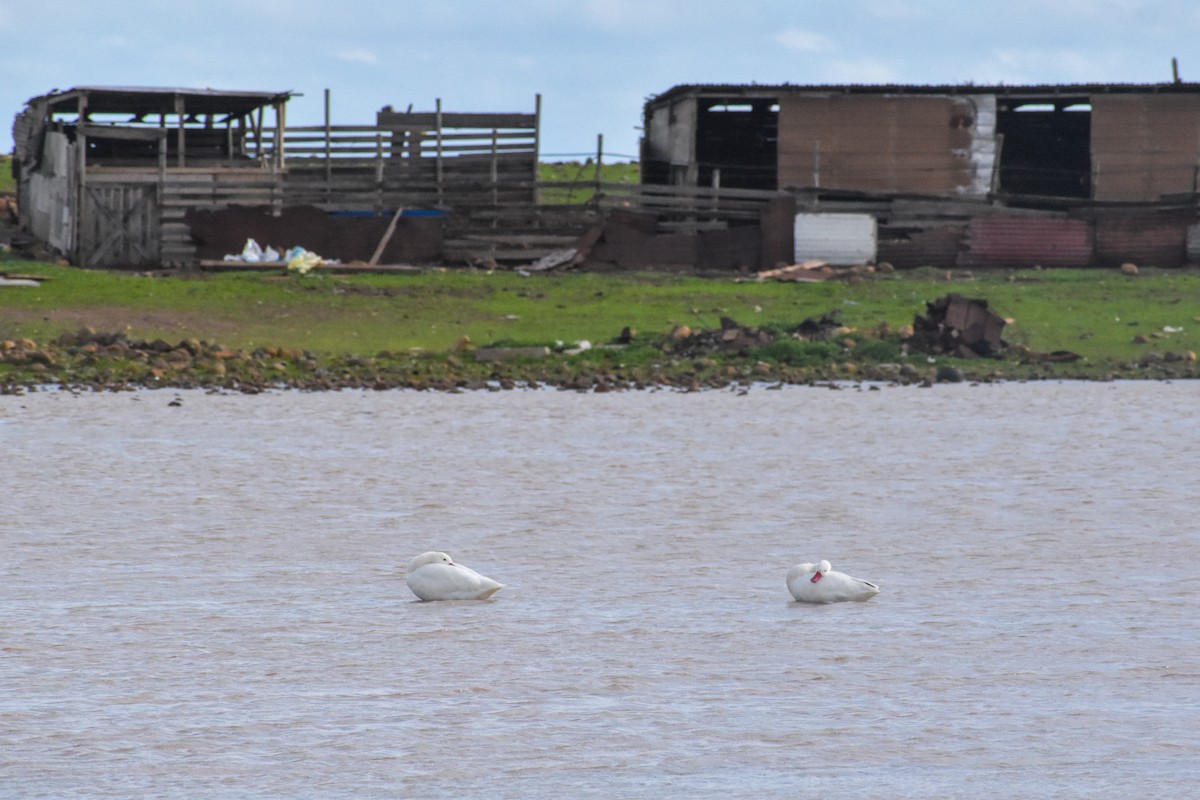 Coscoroba Swan - ML620790630