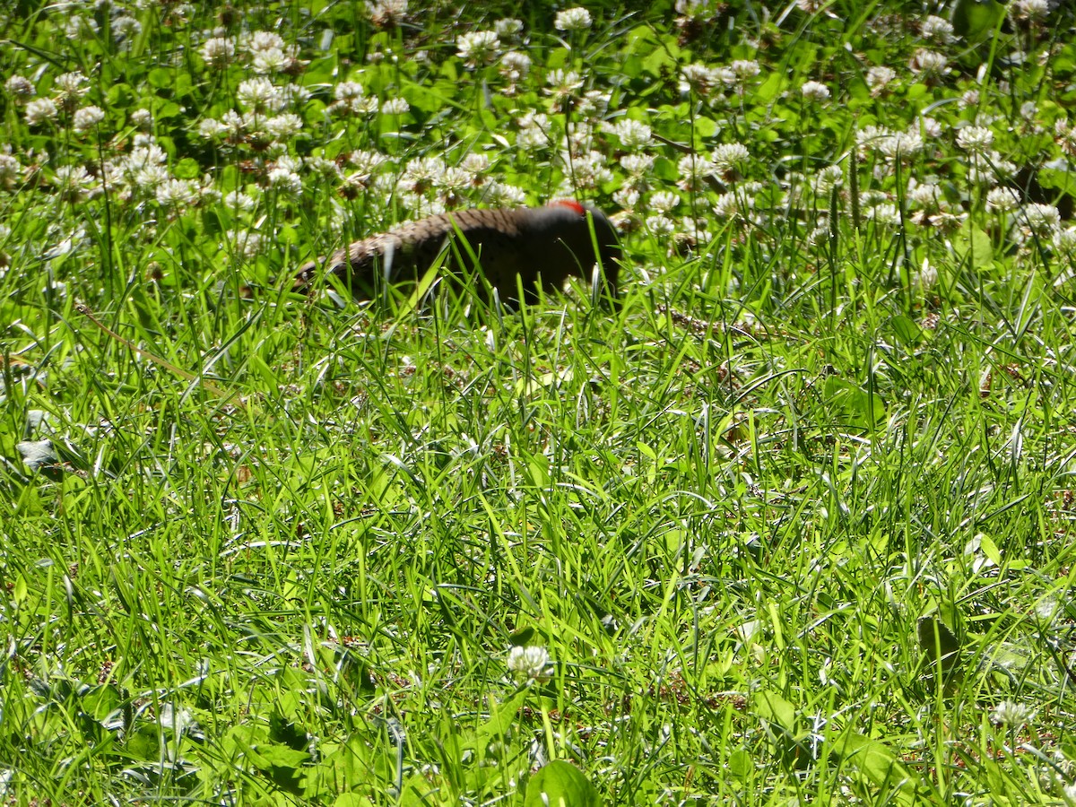 Northern Flicker - ML620790631