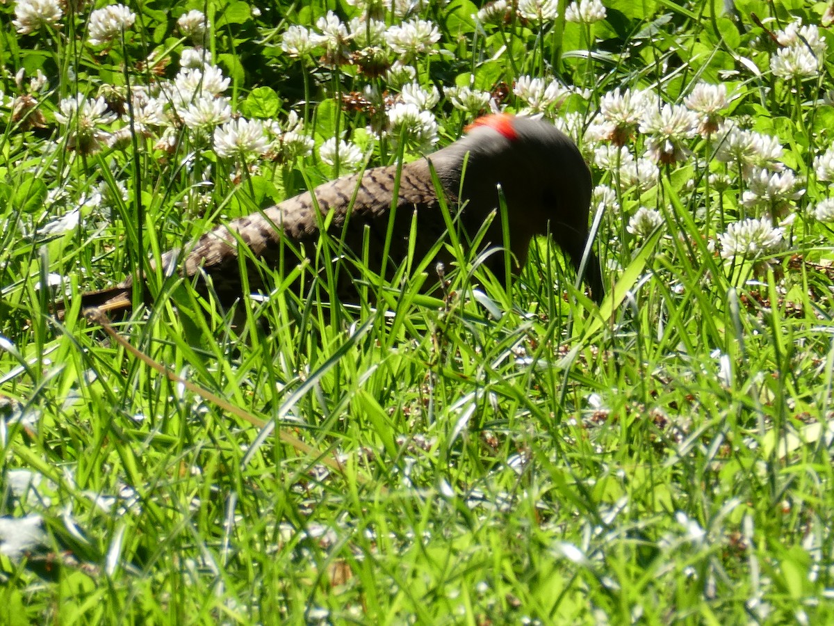 Northern Flicker - ML620790632