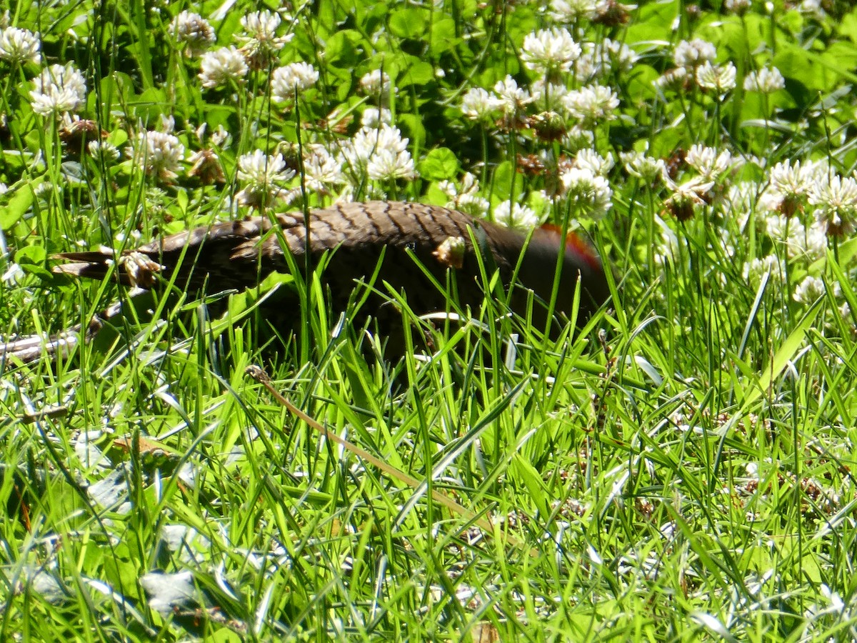 Northern Flicker - ML620790633