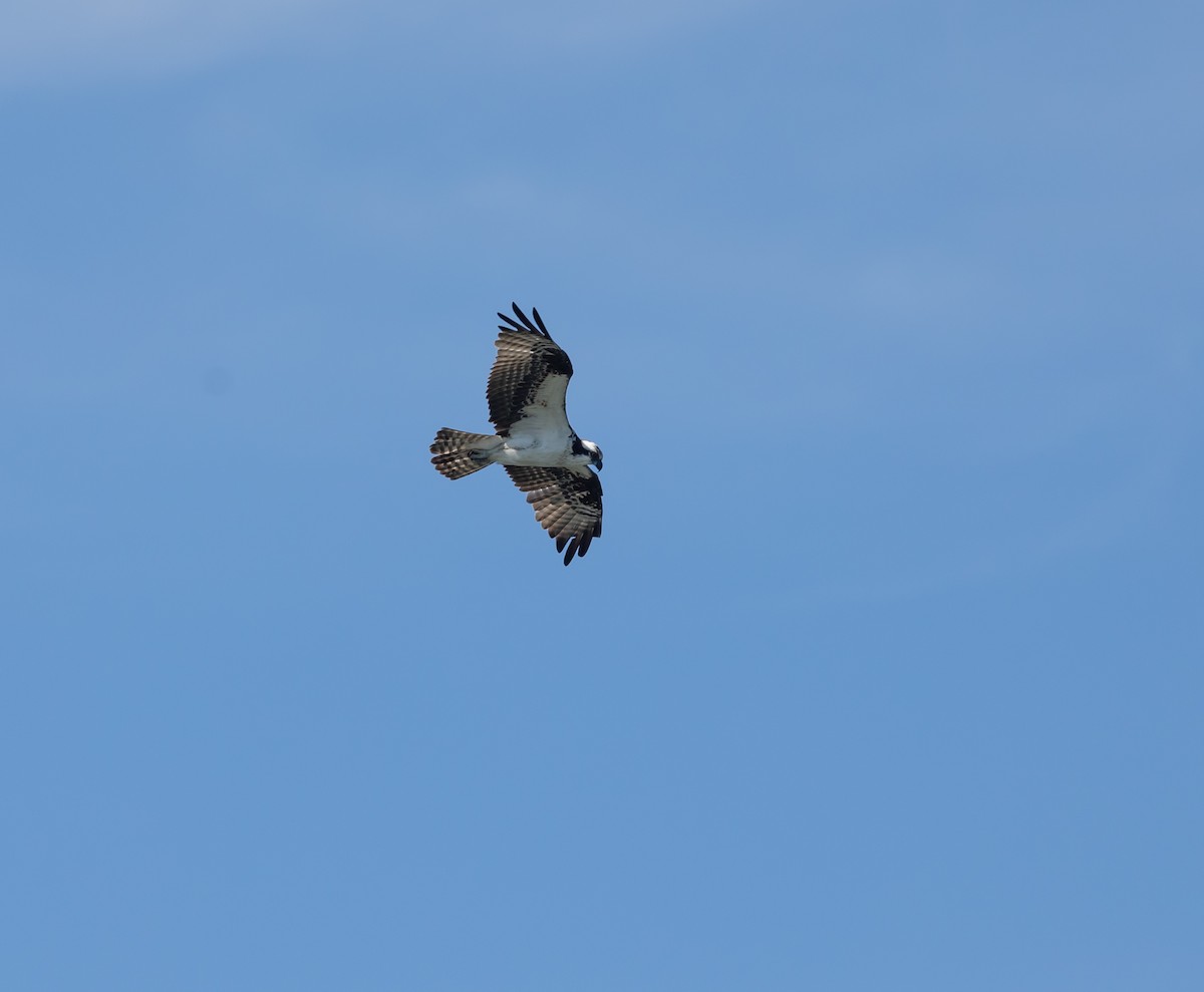 Águila Pescadora - ML620790634