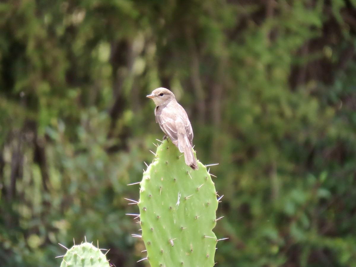 Gambaga Flycatcher - ML620790635