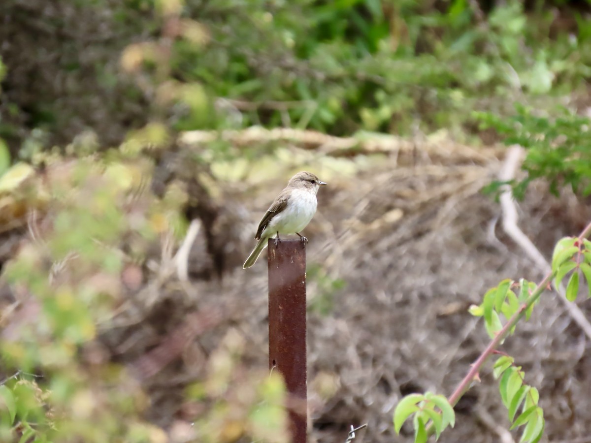 Gambaga Flycatcher - ML620790636