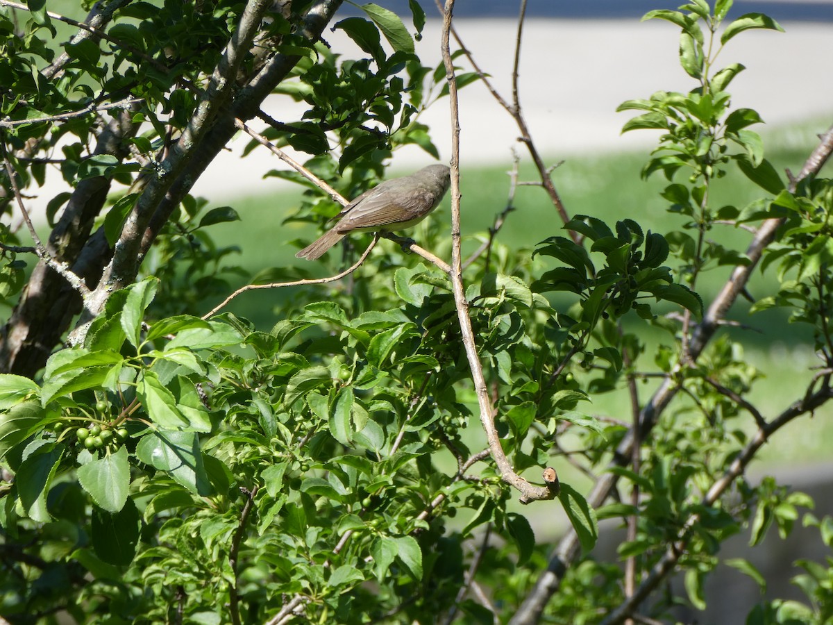 Warbling Vireo - Sharon O'Grady