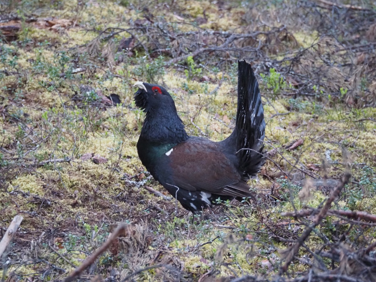 Western Capercaillie - ML620790640