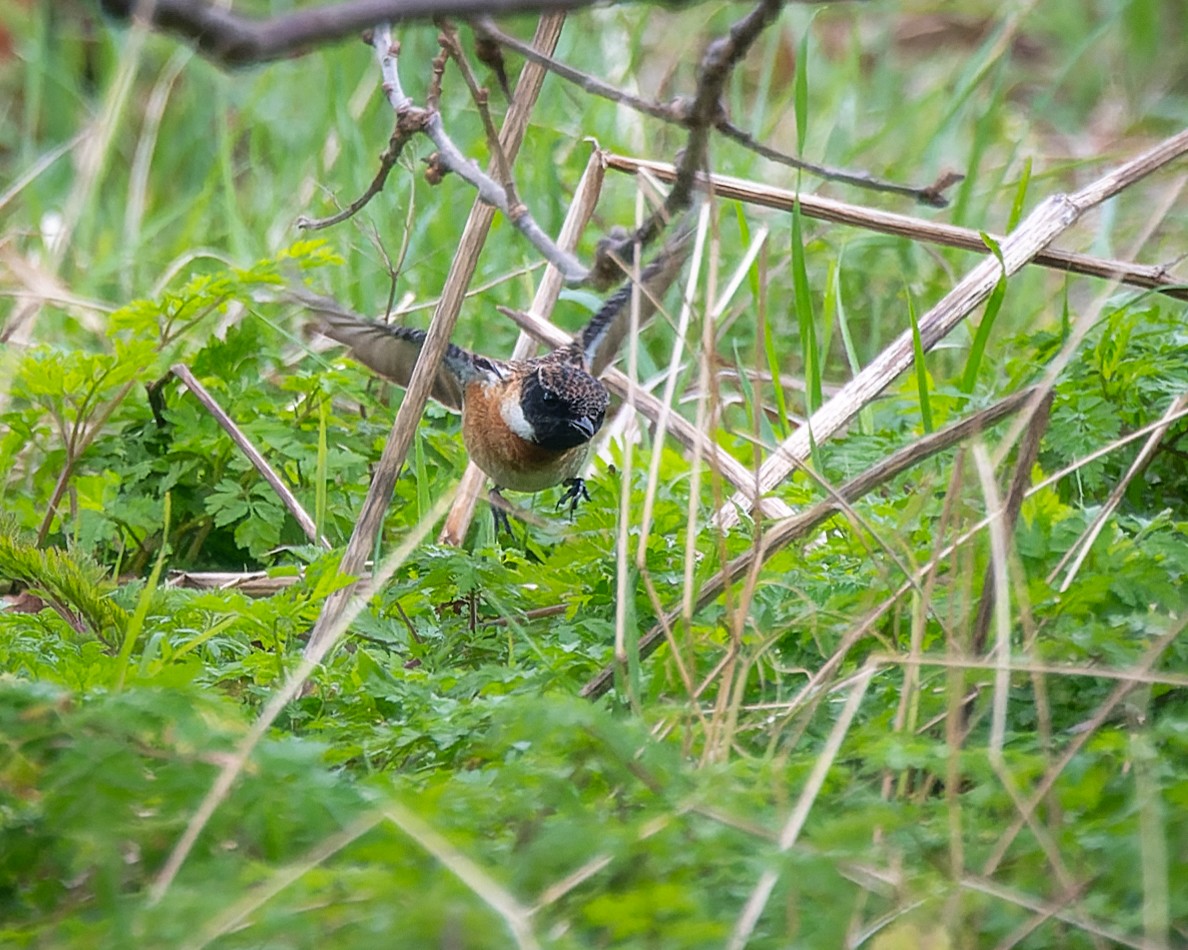 European Stonechat - ML620790642