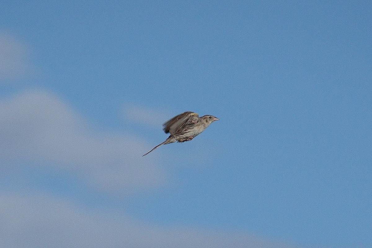 Cassin's Sparrow - ML620790643