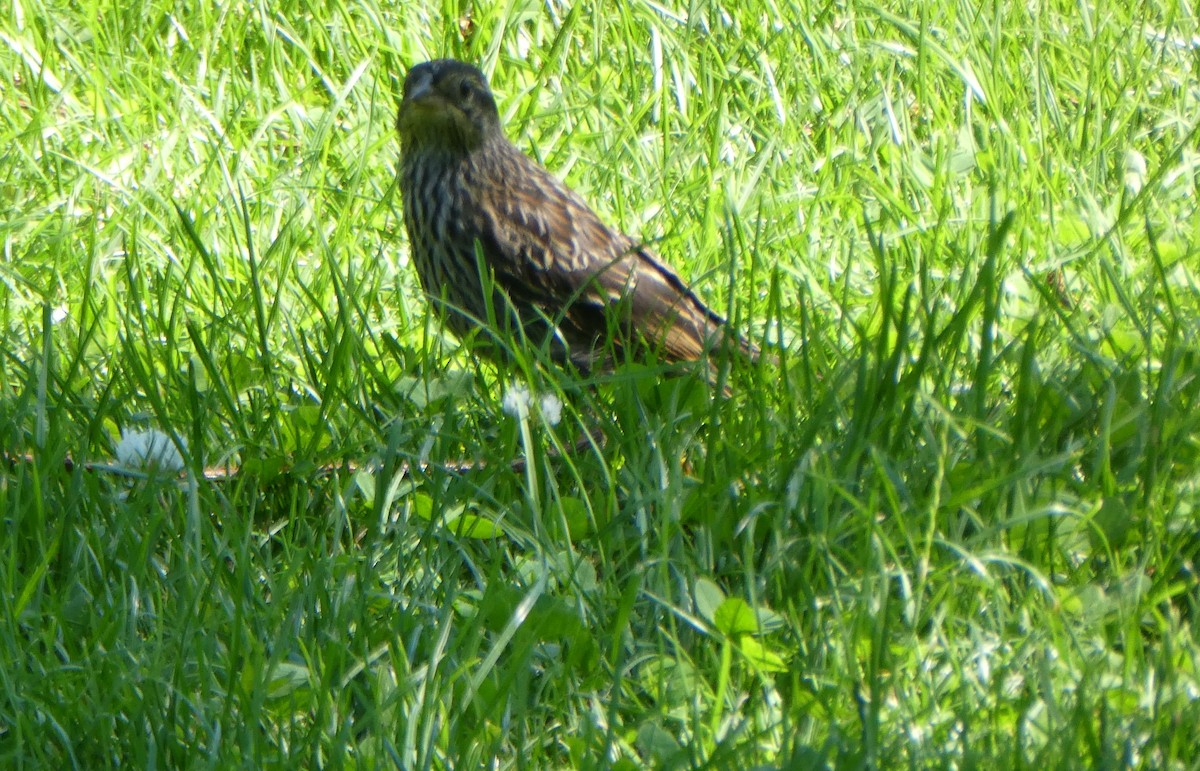 Red-winged Blackbird - ML620790649