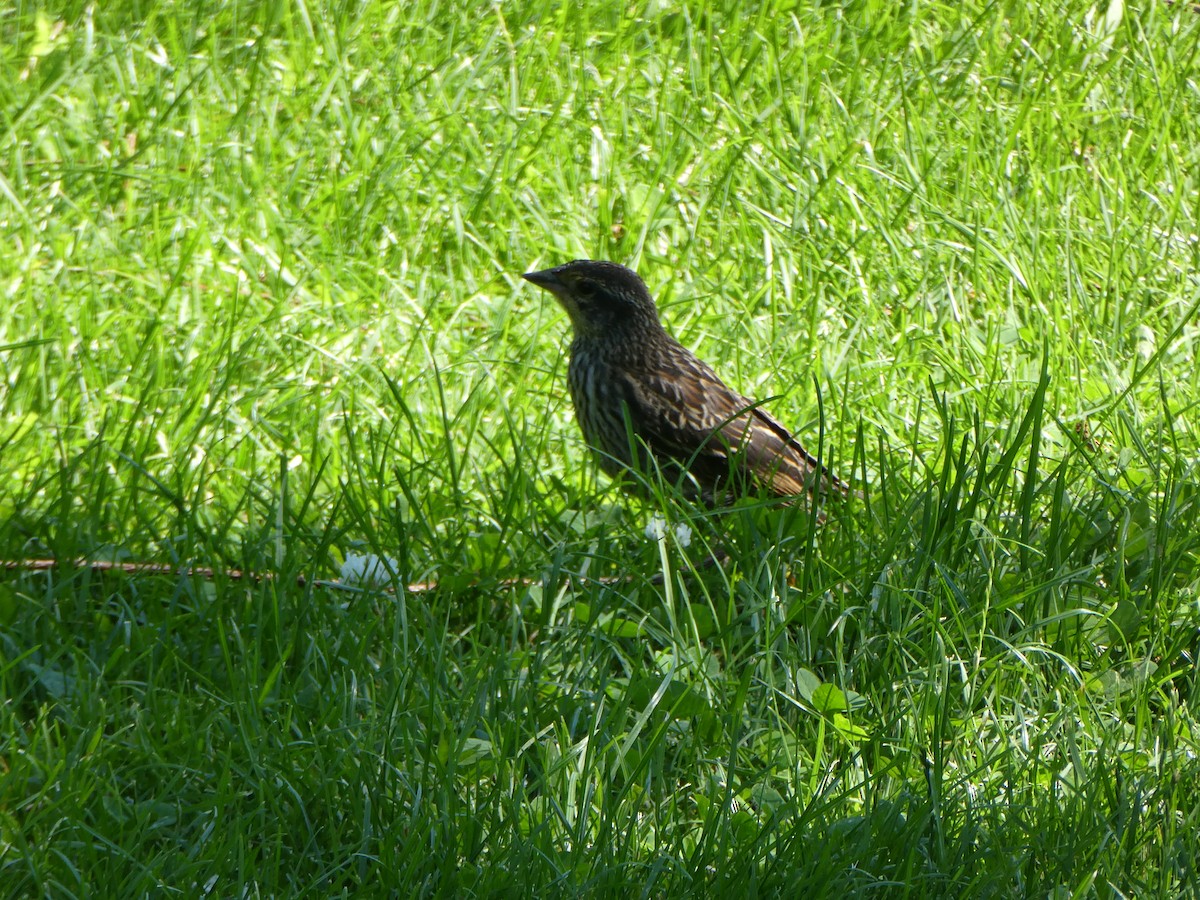 Red-winged Blackbird - ML620790650