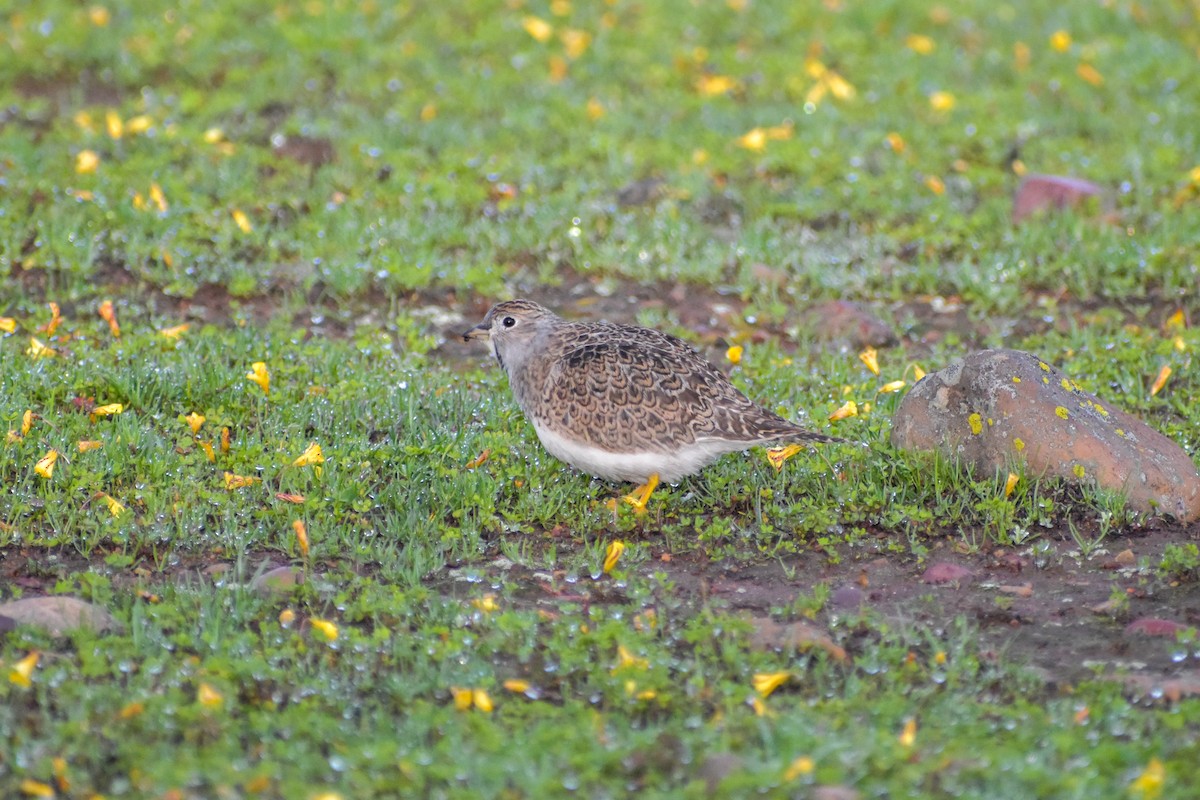 Least Seedsnipe - ML620790653