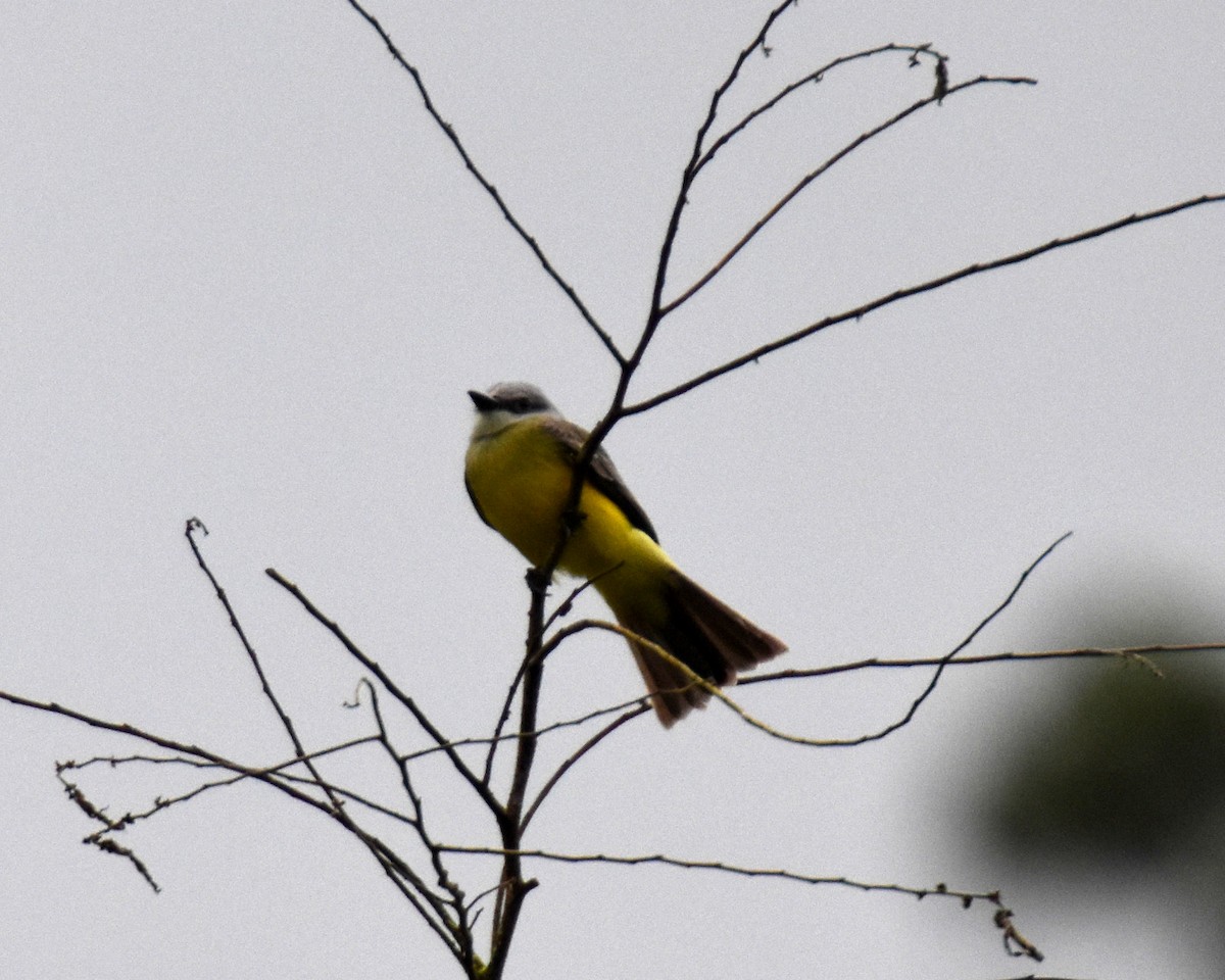 Tropical Kingbird - ML620790657