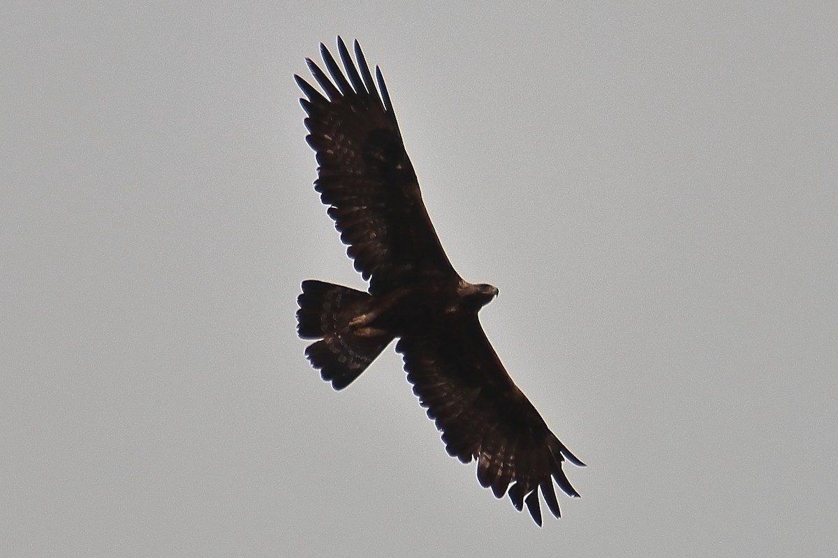 Golden Eagle - ML620790660